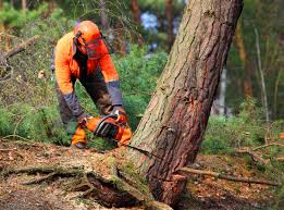 Best Root Management and Removal  in Bridgeport, TX